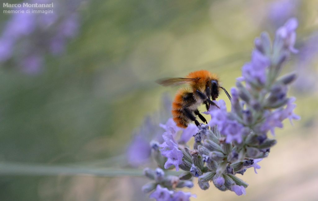 Anthophora ?  No, Bombus pascuorum